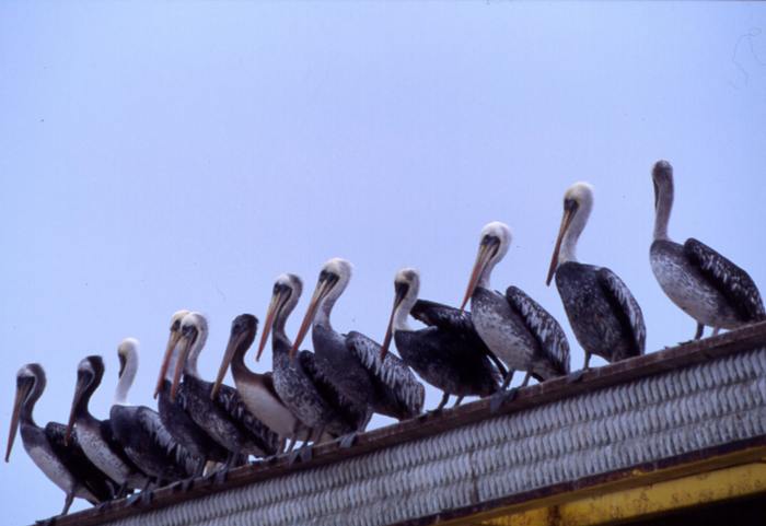 antofagasta